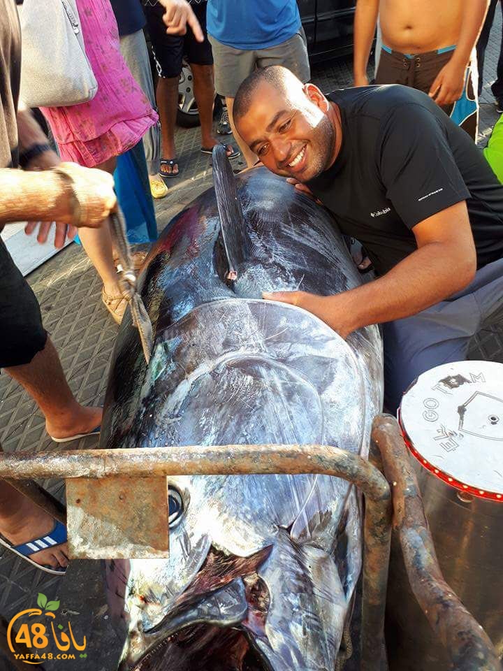 tuna fish yaffa (2).jpg